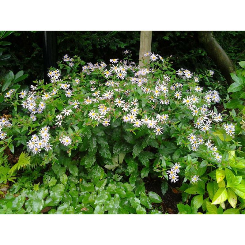 Aster ageratoides 'Stardust'