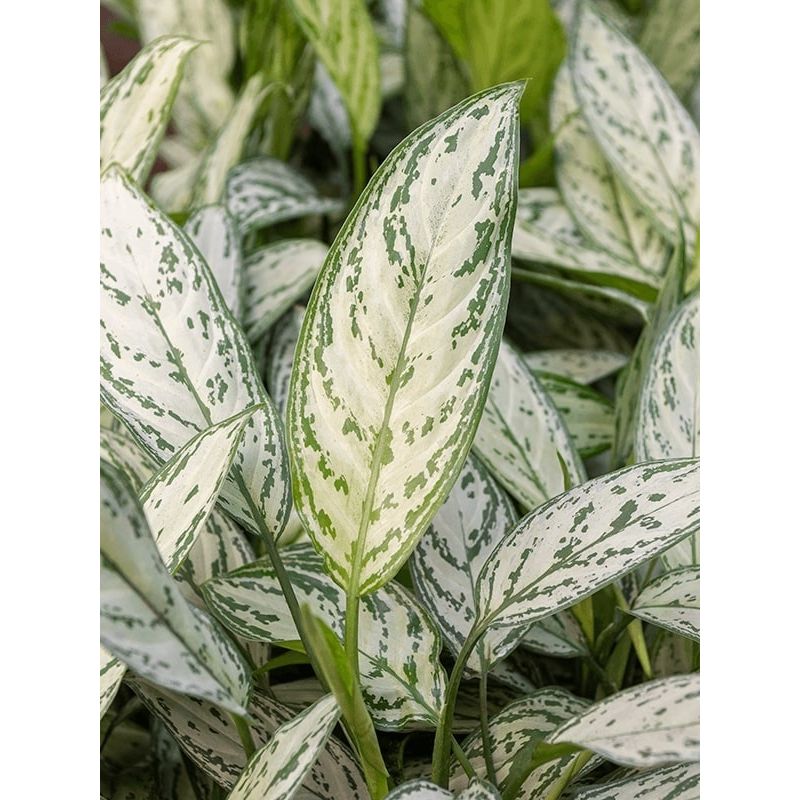 Aglaonema Silver King