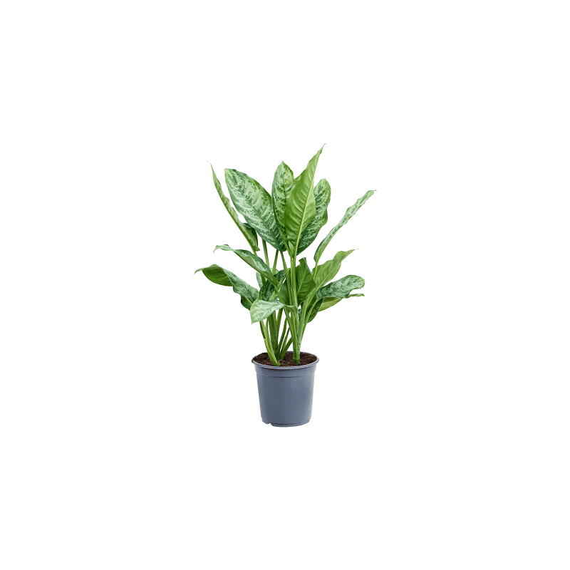 Aglaonema Chantal