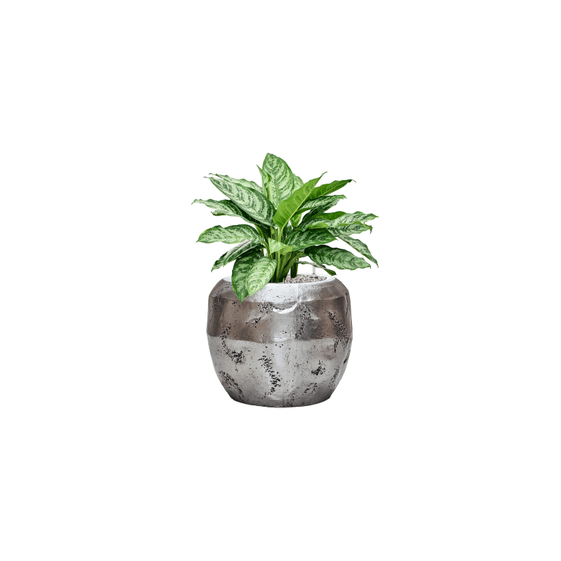 Aglaonema Chantal