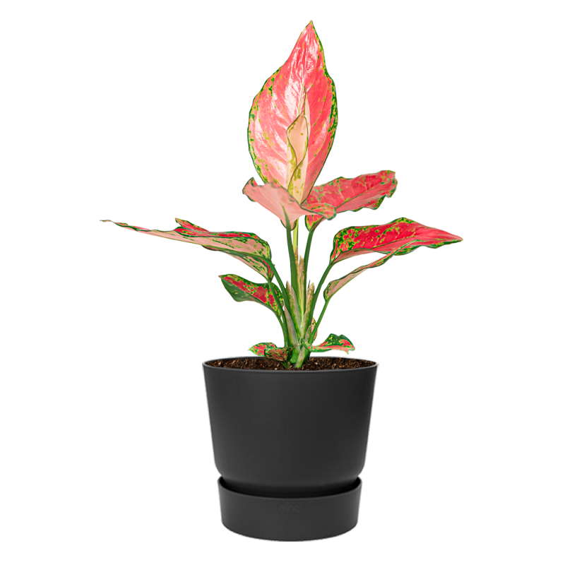 Aglaonema Cherry Baby in Elho Greenville zwart