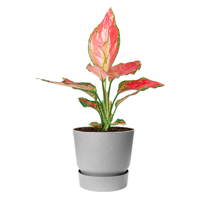 Aglaonema Cherry Baby in Elho Greenville grijs