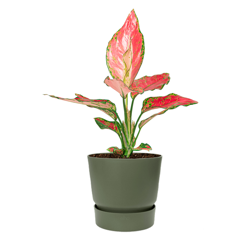 Aglaonema Cherry Baby in Elho Greenville groen