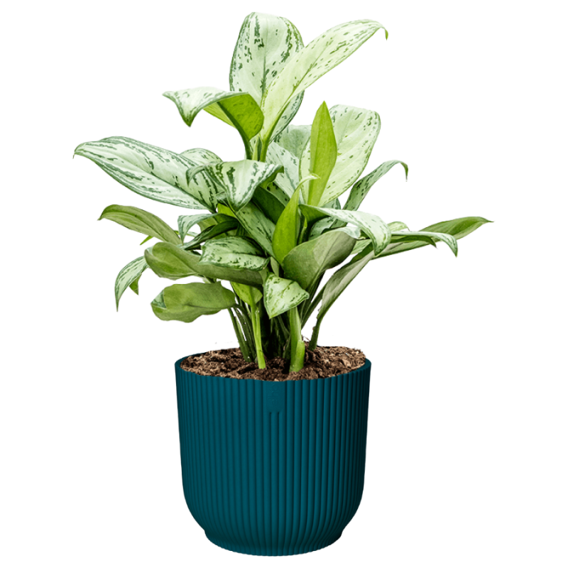 Aglaonema Christina in Vibes blauw