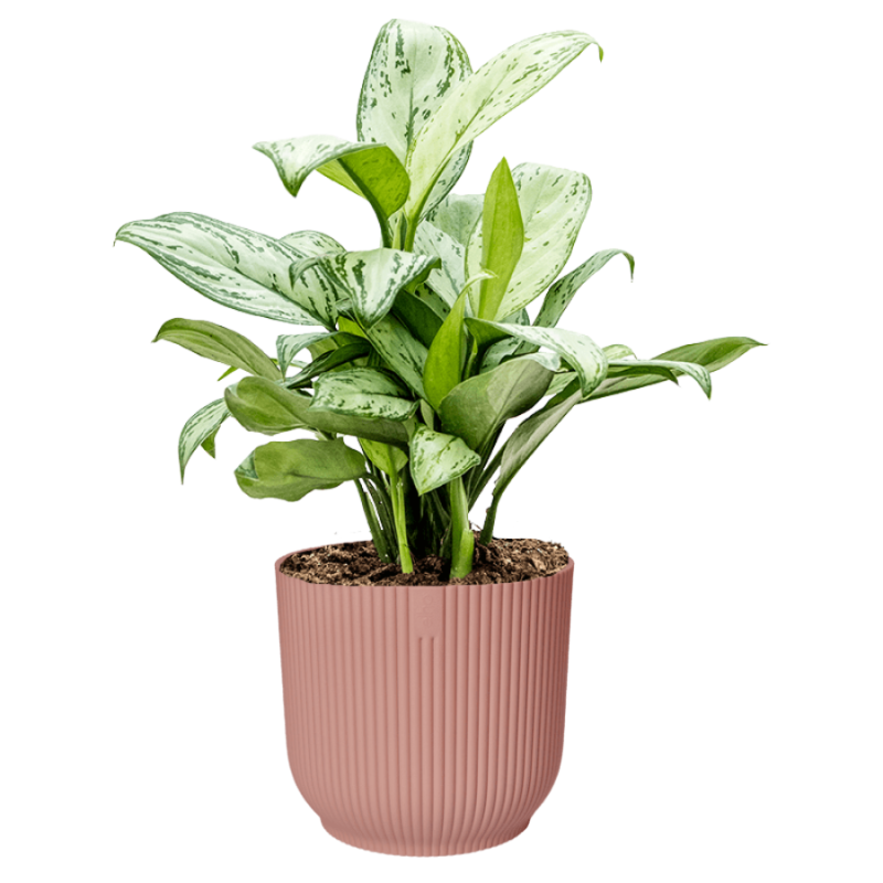 Aglaonema Christina in Vibes roze
