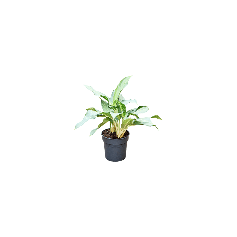 Aglaonema Ghost