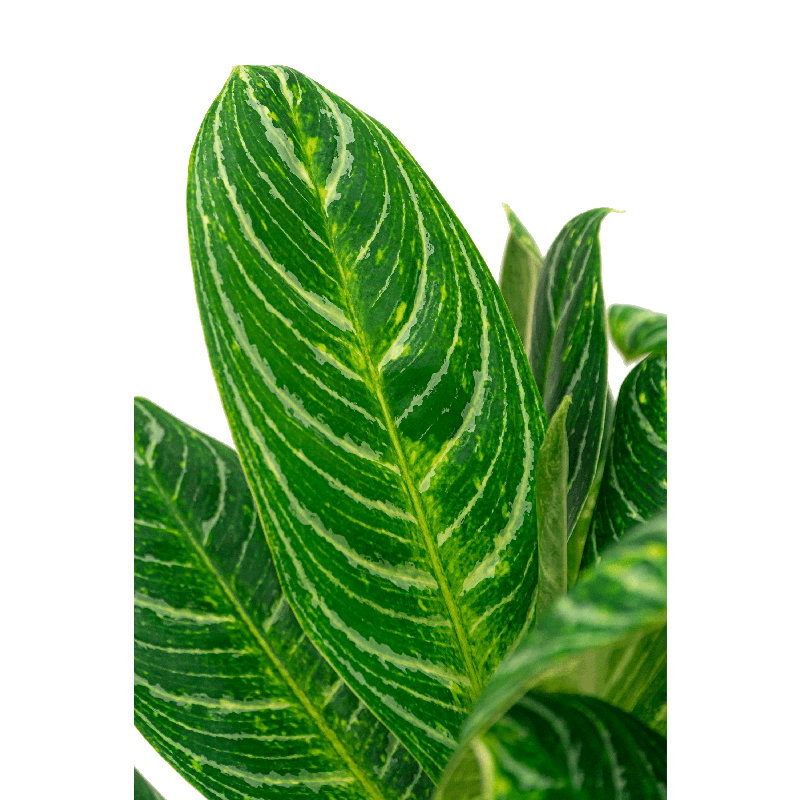 Aglaonema Key Lime in Luxe Lite Universe Moon Partner