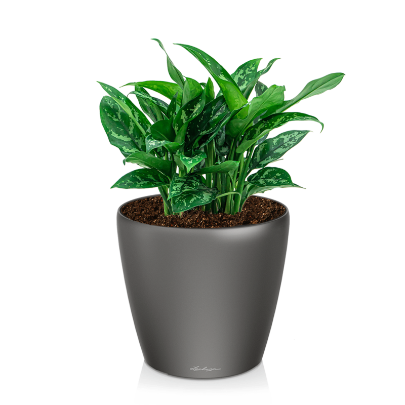 Aglaonema Maria in watergevende Classico antraciet