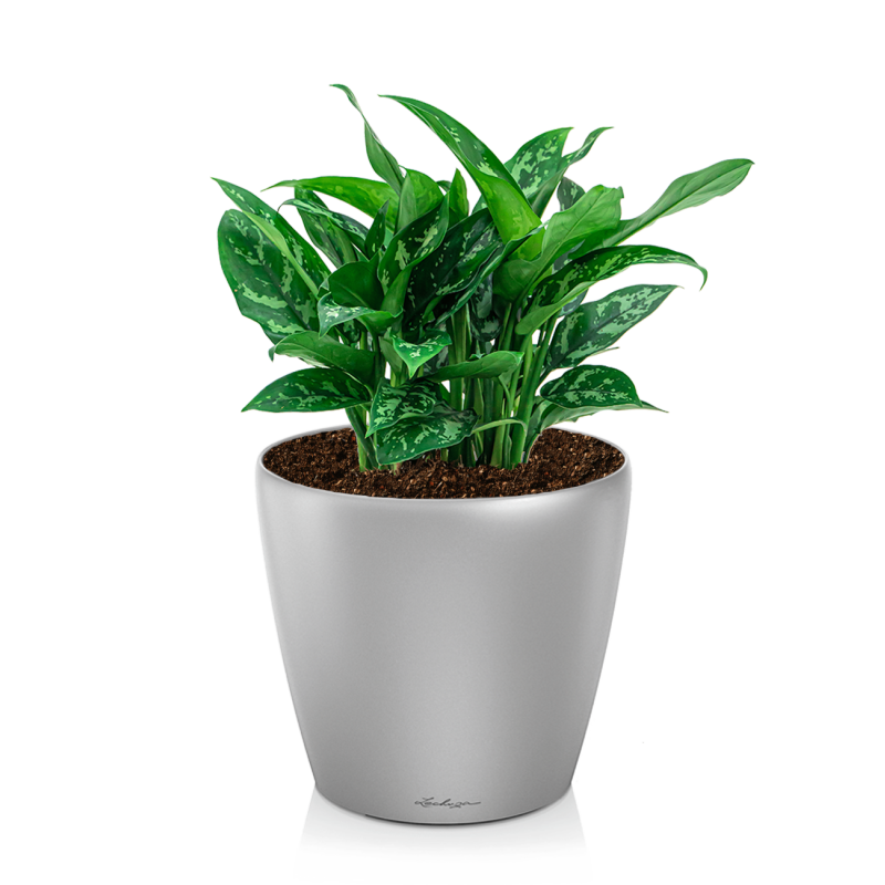 Aglaonema Maria in watergevende Classico zilver