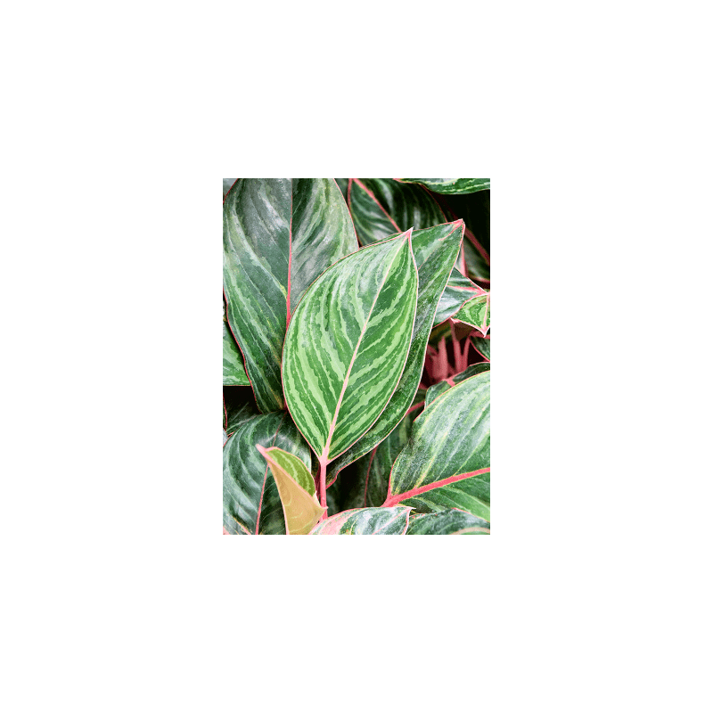 Aglaonema Princess