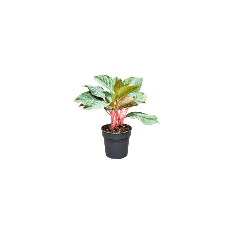 Aglaonema Princess