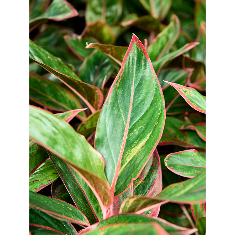Aglaonema Siam Red