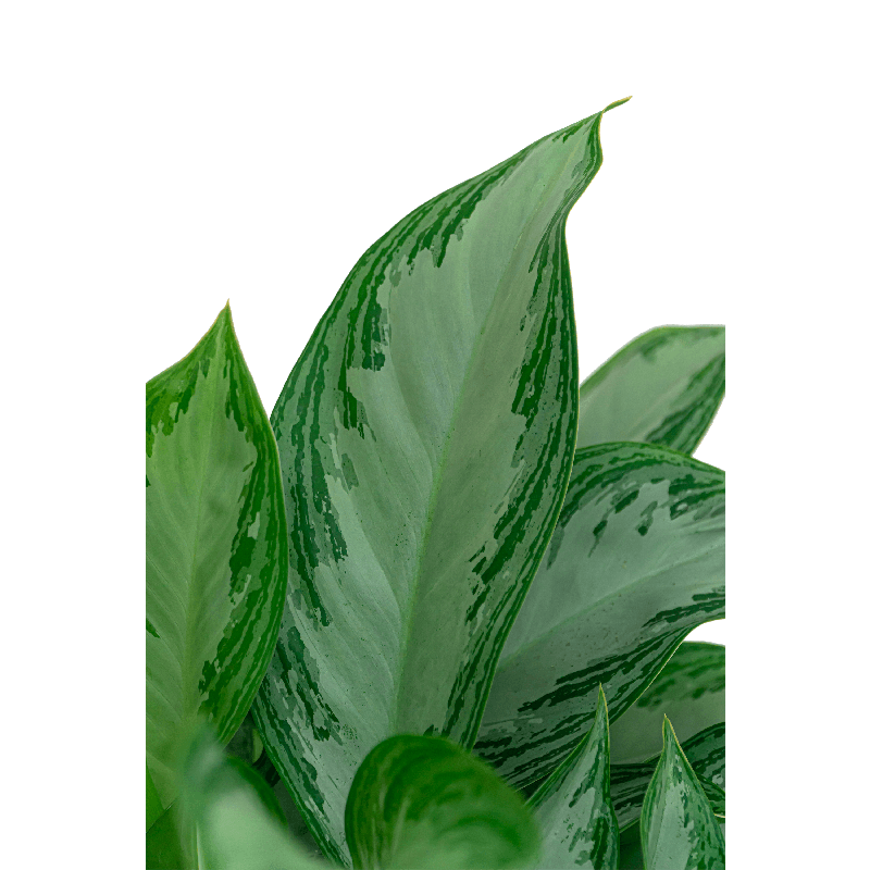 Aglaonema Silver Bay in Angle Couple Wit