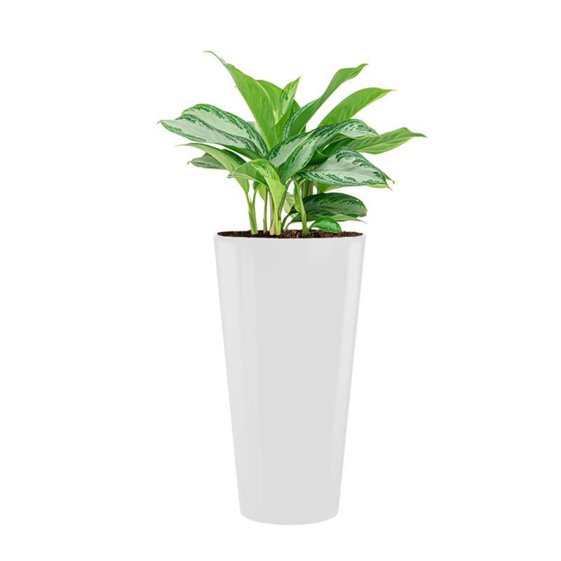 Aglaonema Silver Bay in Runner rond wit