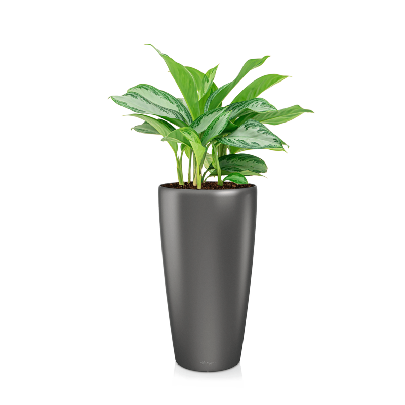 Aglaonema Silver Bay in watergevende Rondo antraciet