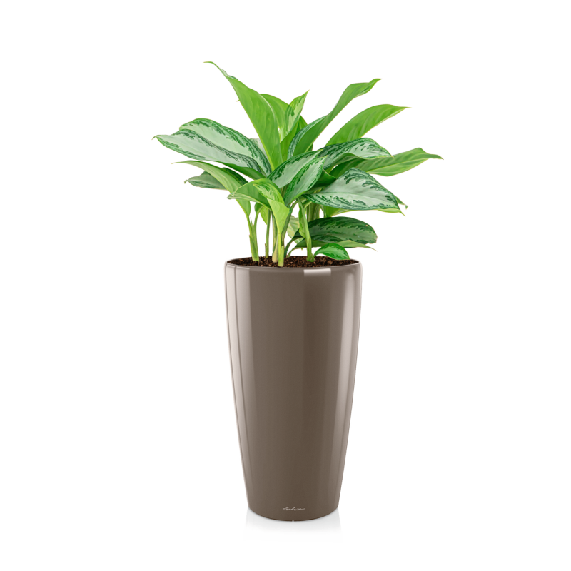 Aglaonema Silver Bay in watergevende Rondo taupe