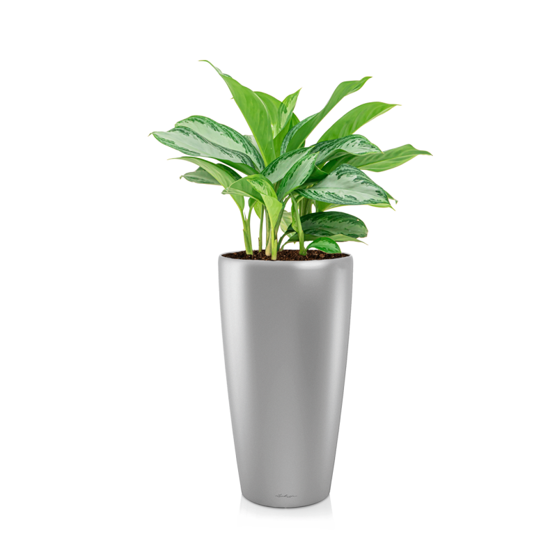 Aglaonema Silver Bay in watergevende Rondo zilver