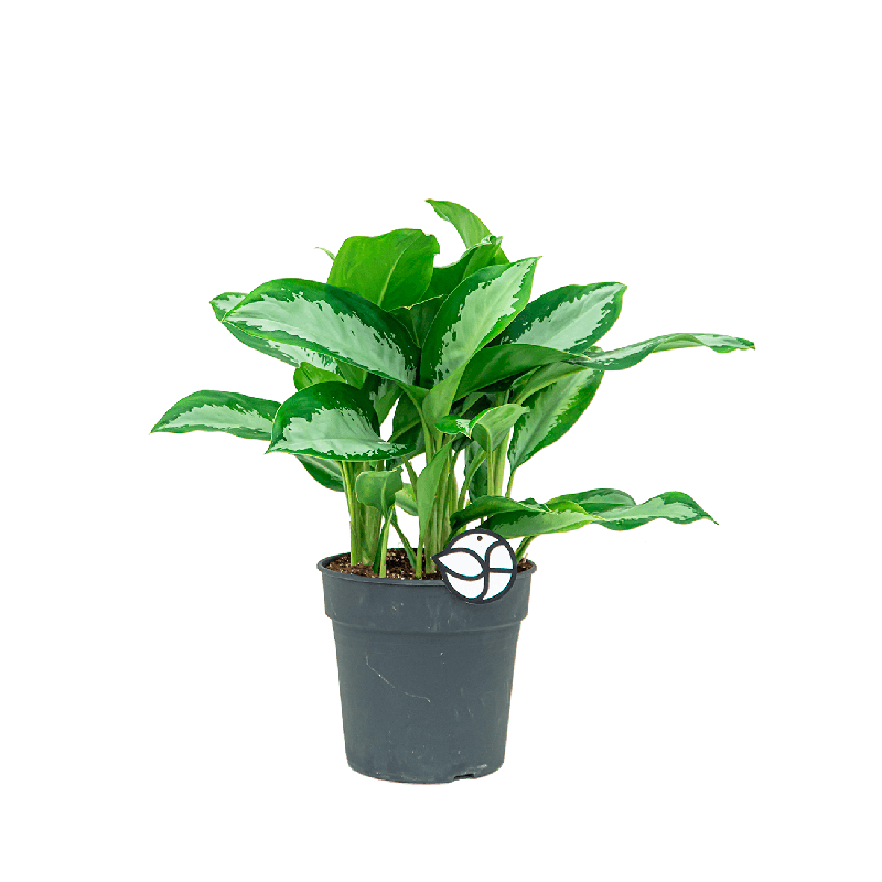 Aglaonema Silver Moon