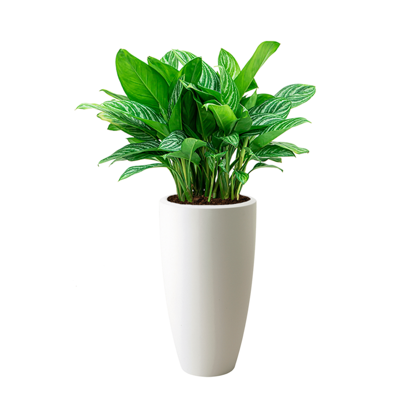 Aglaonema Stripes in Elho Pure Soft hoog wit