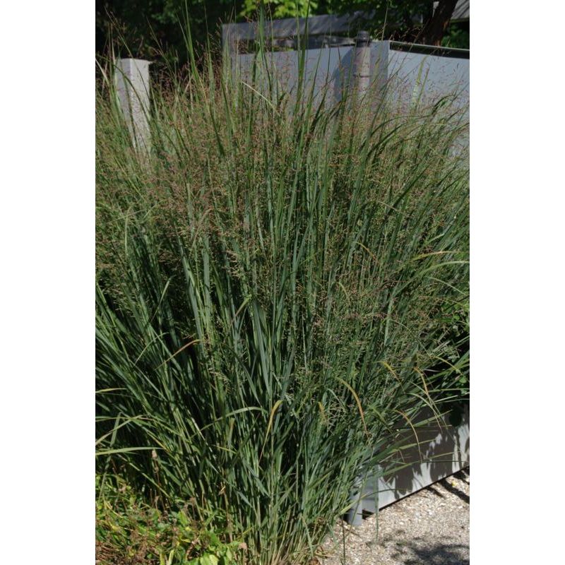 Panicum Heavy Metal 