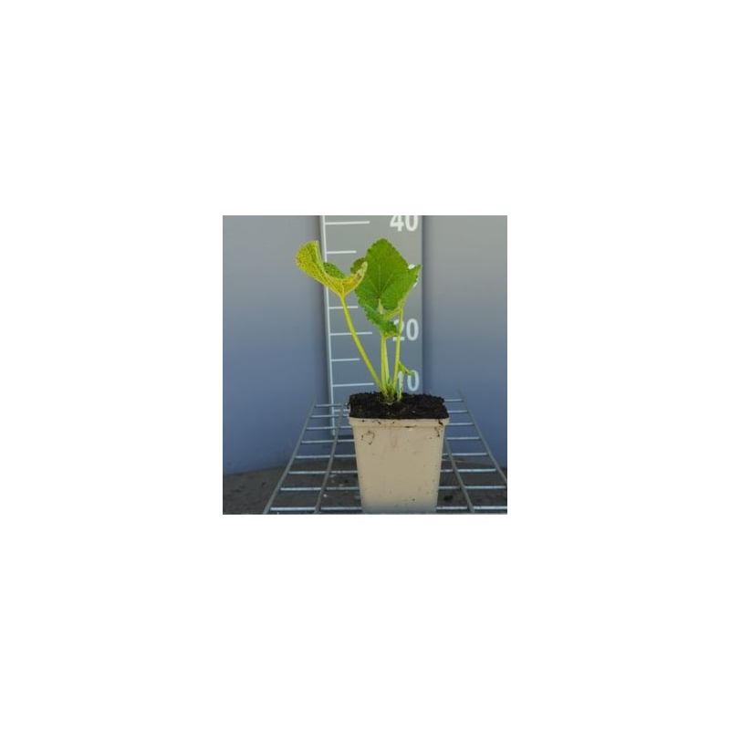 Alcea Chater's Double Yellow 