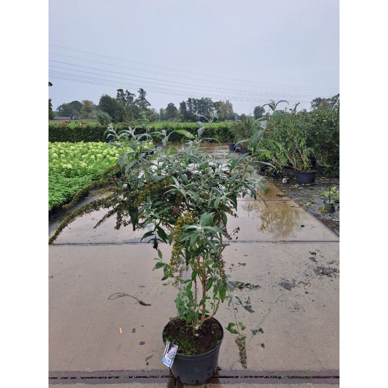 Buddleja davidii 'Pink Delight' 