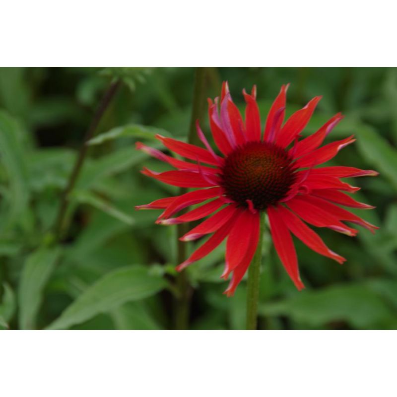 Echinacea purpurea 'Hot Lava'