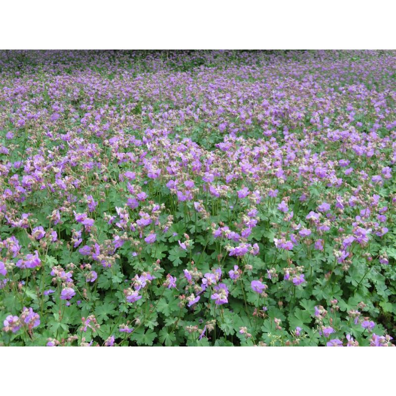 Geranium cantabrigiense 'Cambridge'