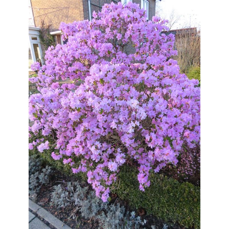 Rhododendron 'Praecox'