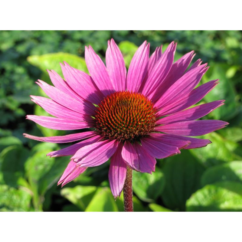 Echinacea purpurea 'Magnus'