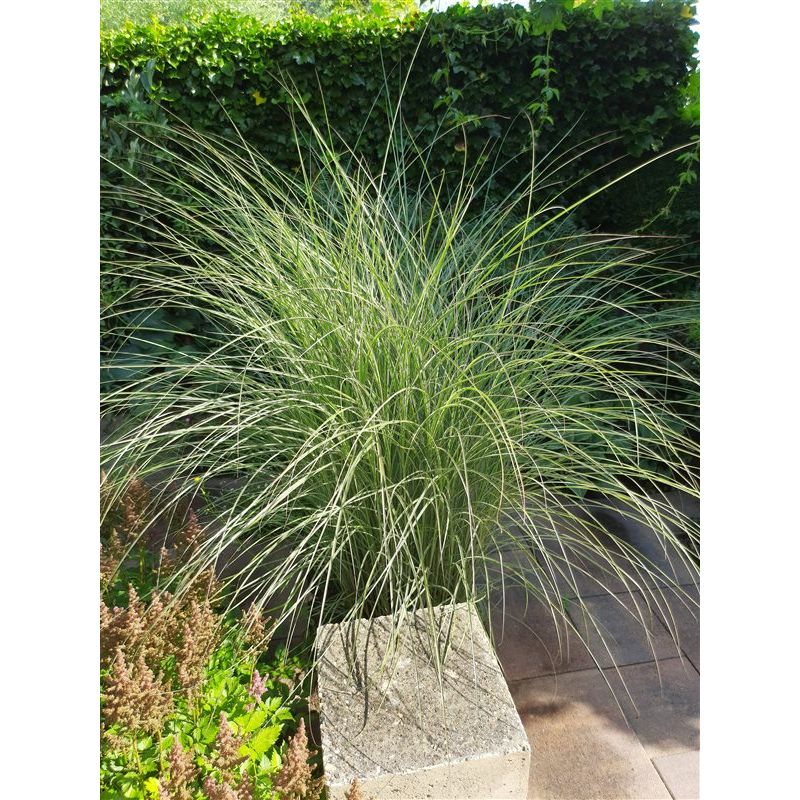 Miscanthus sinensis Morning Light