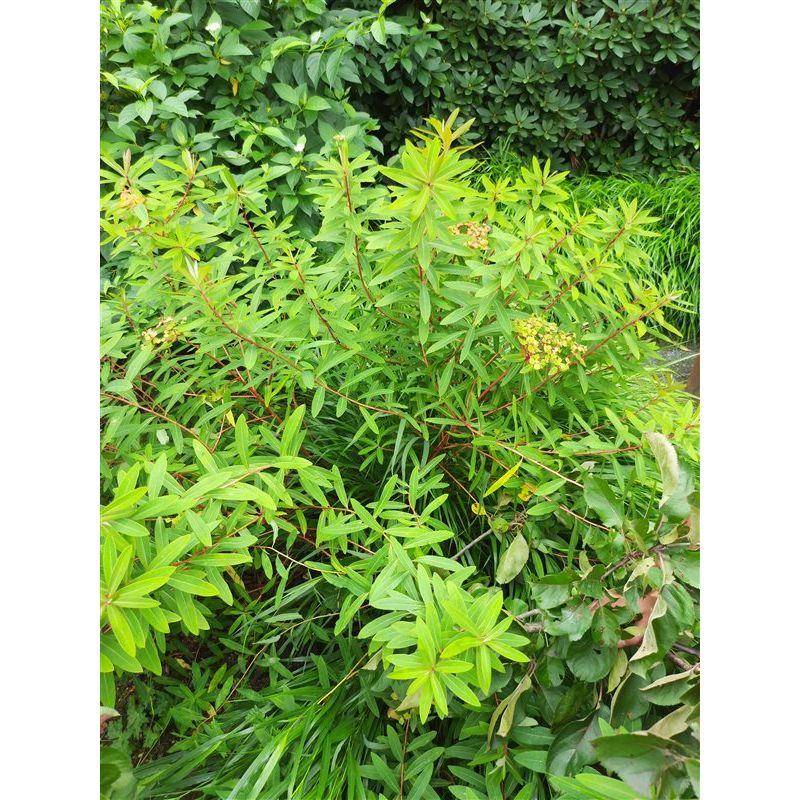 Euphorbia polychroma 