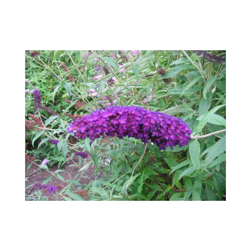 Buddleja Black Knight