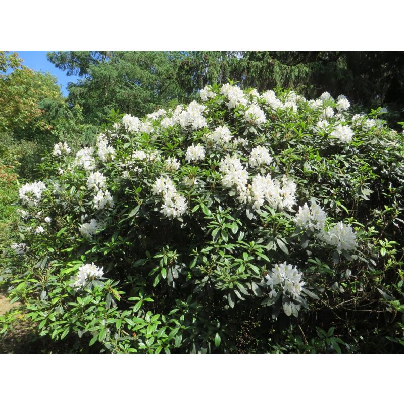 Rhododendron ponticum 'Madame Masson'