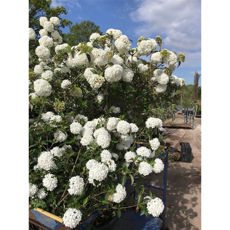 Viburnum 'Eskimo'