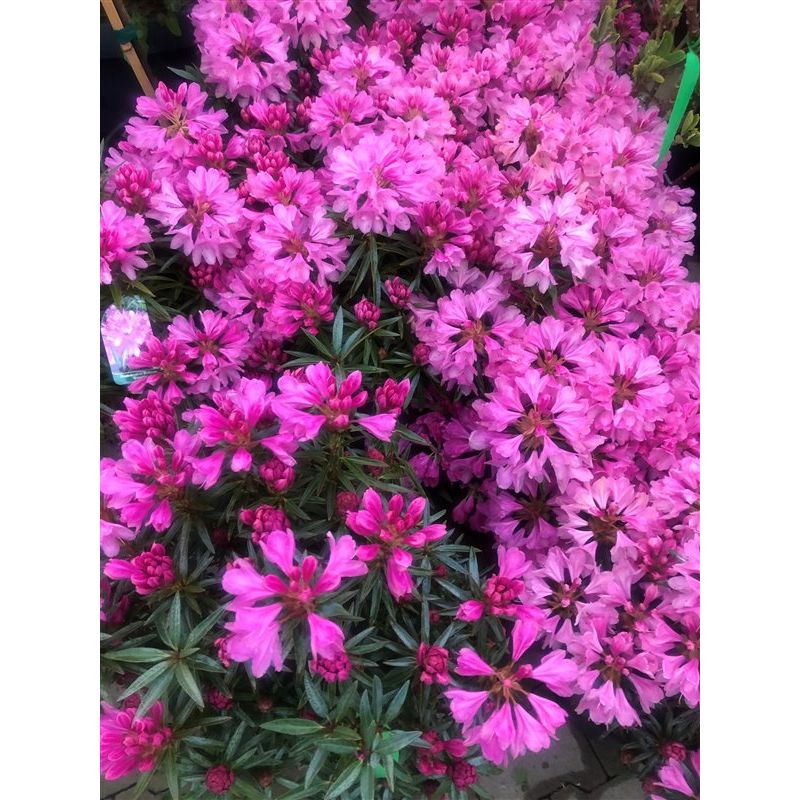 Rhododendron ponticum 'Graziella'