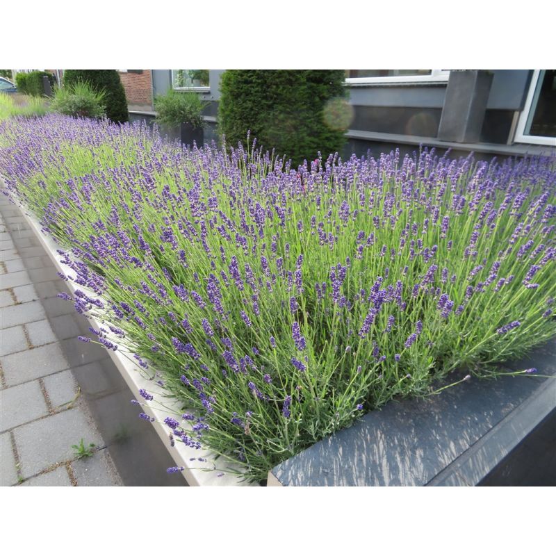 Lavandula Hidcote