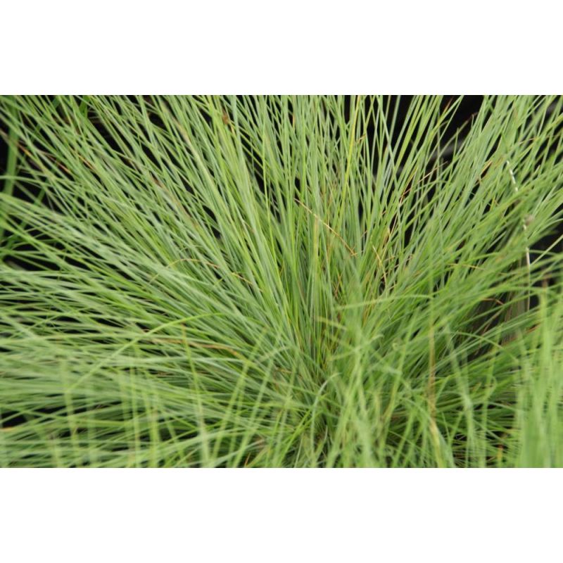 Festuca glauca 'Golden Toupee'