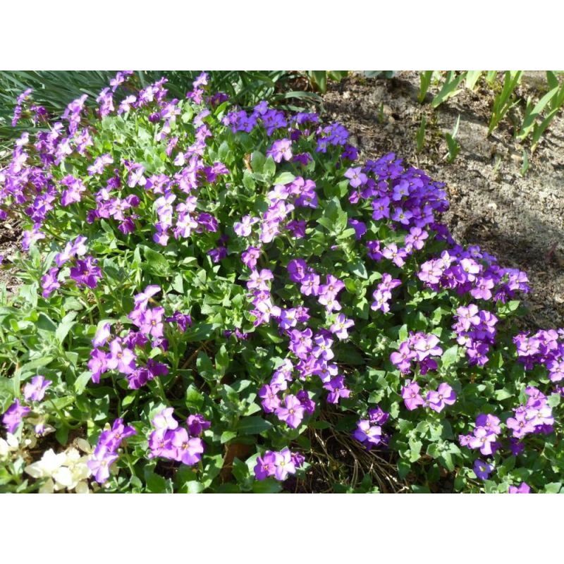 Aubrieta Cascade Blue 
