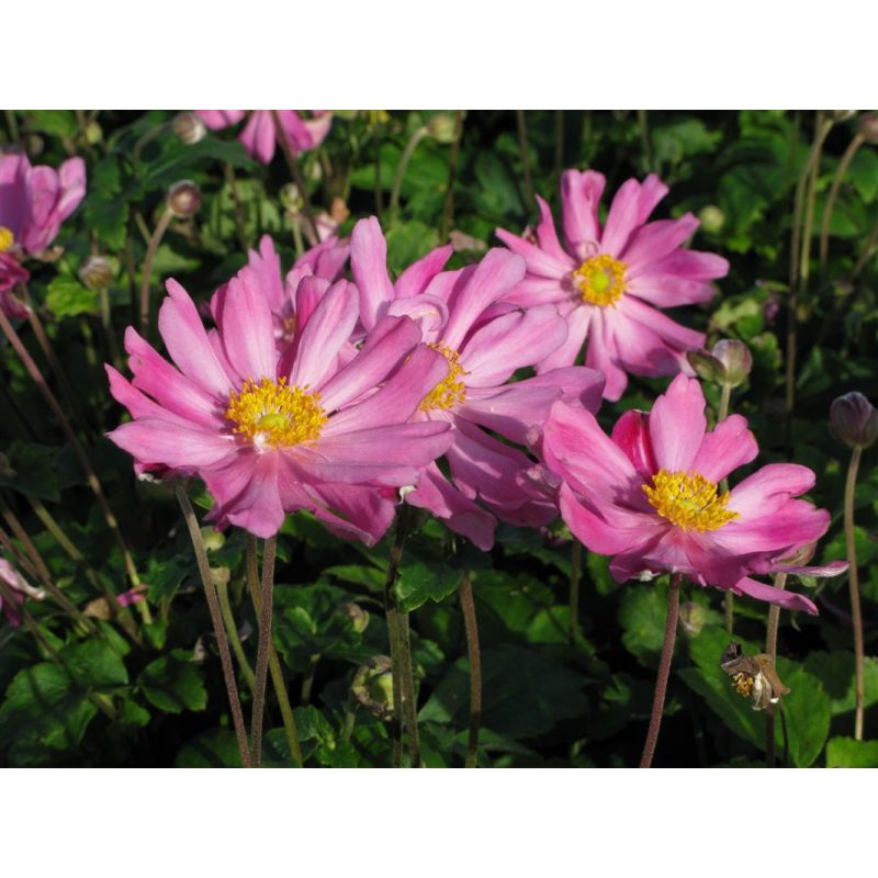 Anemone hupehensis 'Prinz Heinrich'