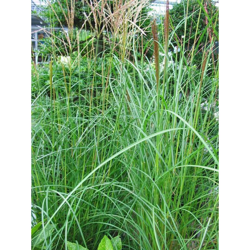 Miscanthus sinensis 'Herman Mussel'