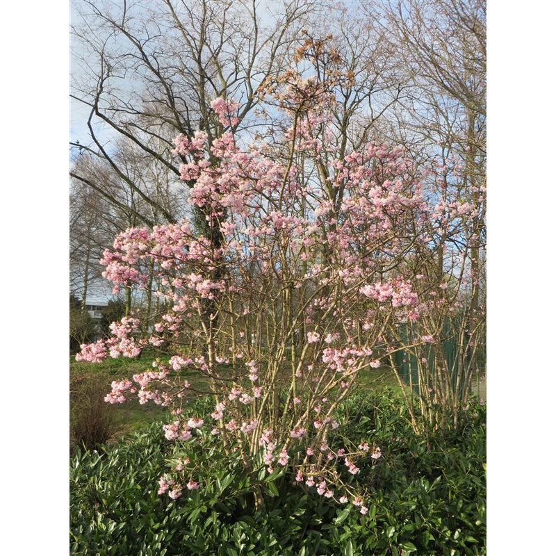 Viburnum bodnantense 'Dawn' 