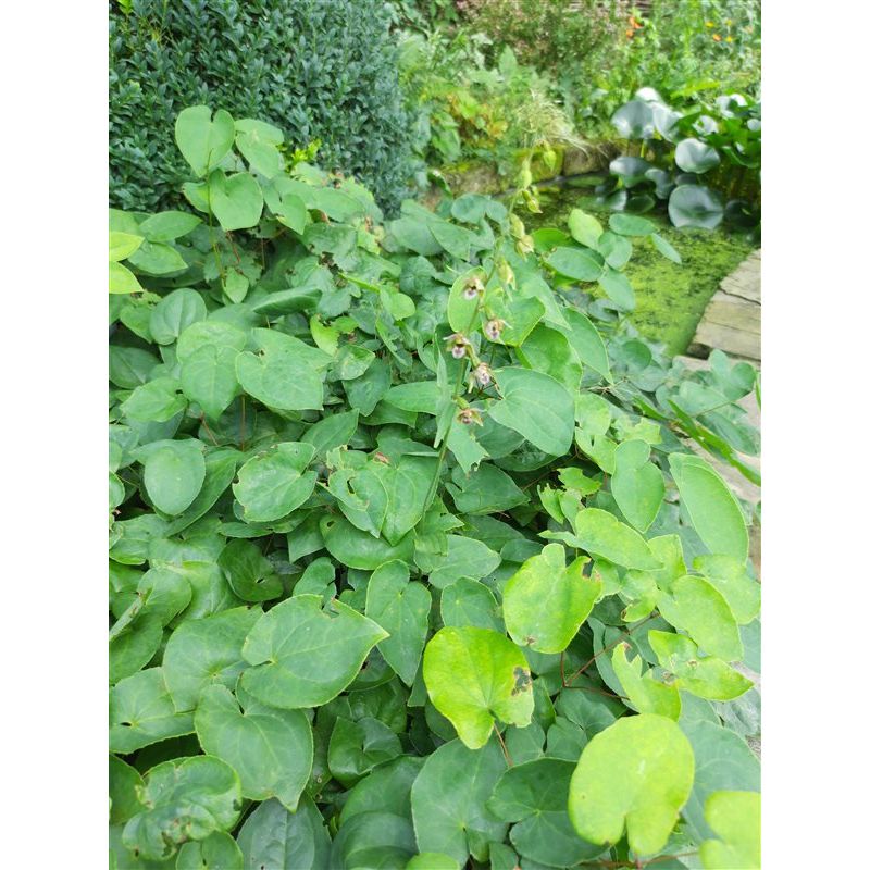 Epimedium Sulphureum