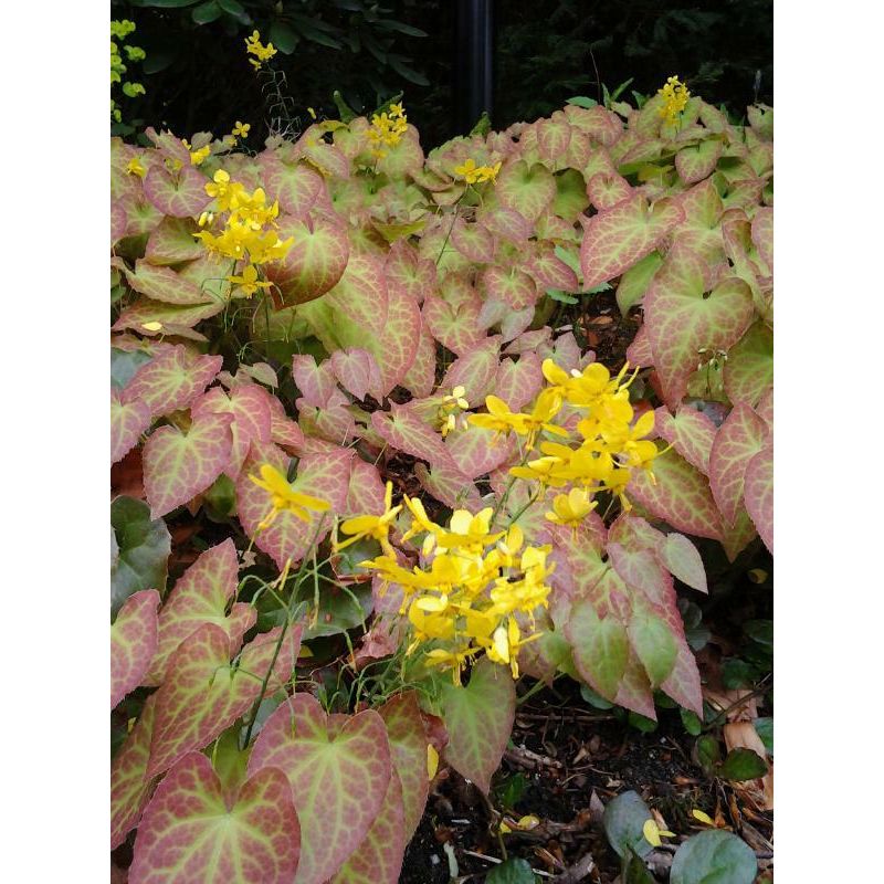 Epimedium Frohnleiten 
