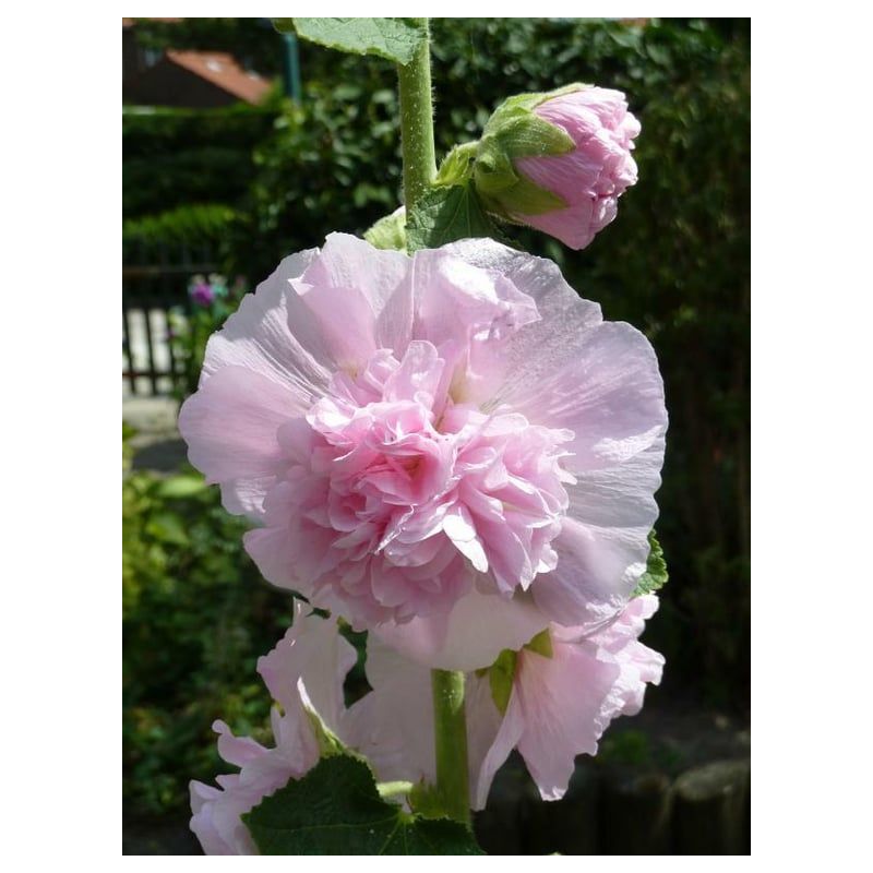 Alcea Charter's Rosa