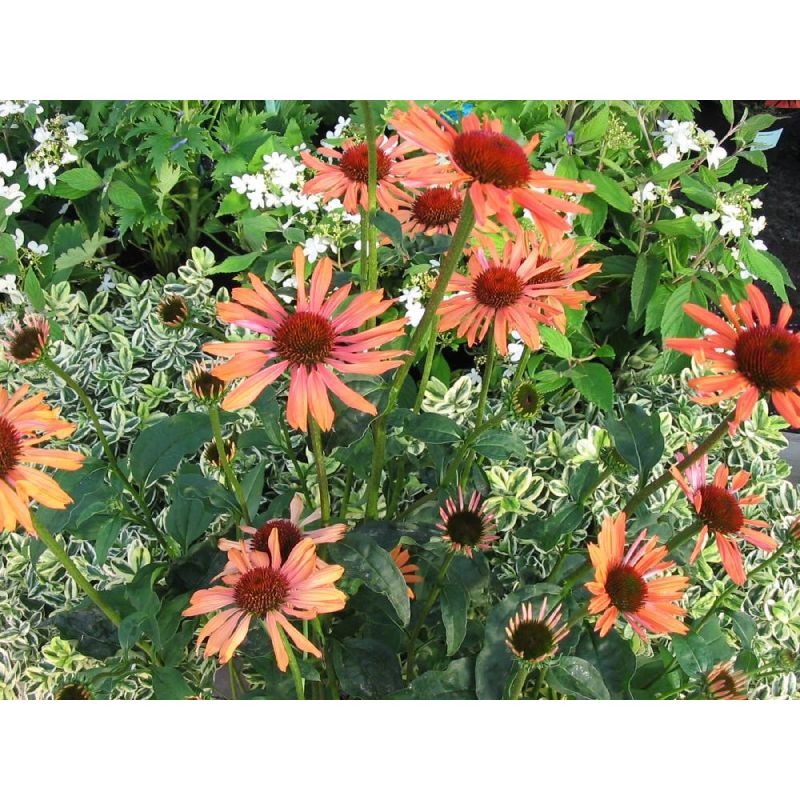 Echinacea purpurea 'Sundown'