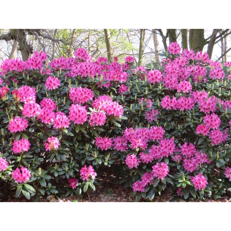 Rhododendron 'Cosmopolitan'