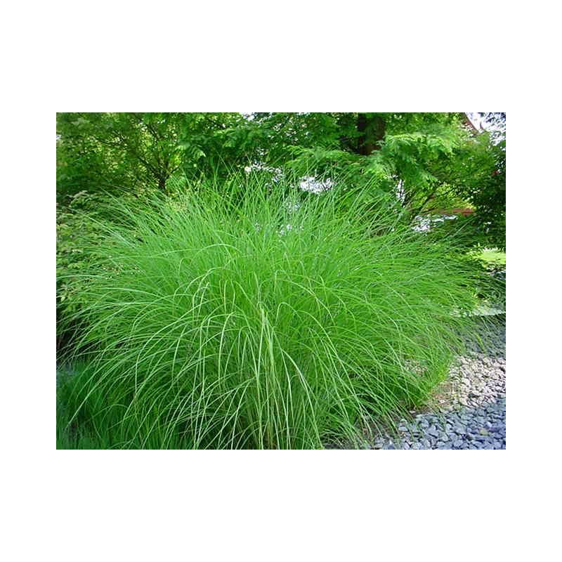 Miscanthus Gracillimus 