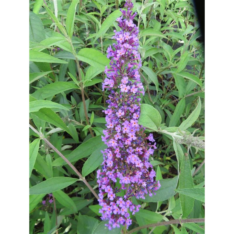 Buddleja Ile de France