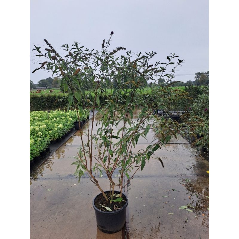Buddleja Royal Red